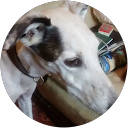 Claudia Lyko profile picture